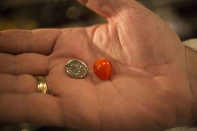 Company Unveils World's Tinest Tomato