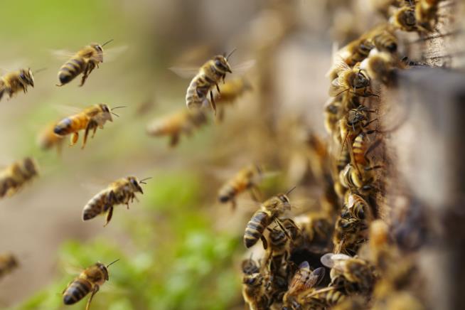 Boys Face Felony Charges After 500K Bees Killed