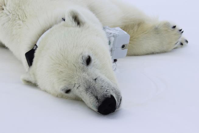 Study Finds Polar Bears Need More Food Than We Thought