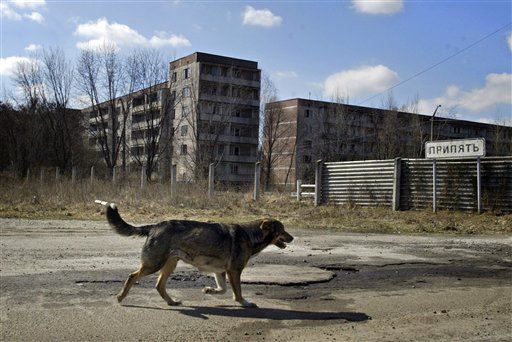 Their Ancestors Abandoned at Chernobyl, These Pups Persist