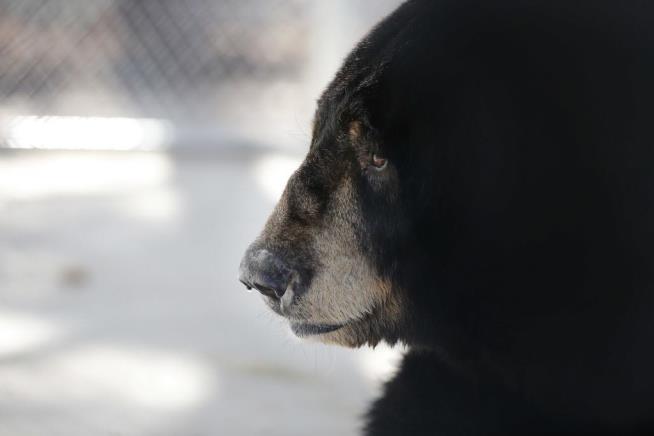 Maine Man to Black Bear: Don't Mess With My Puppy