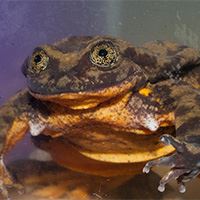 Scientists Create Online Dating Profile for Special Frog