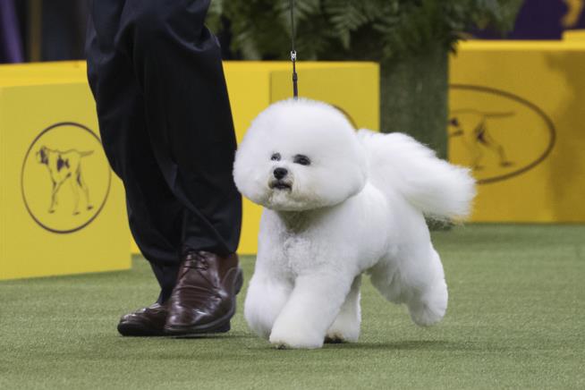Bichon Frise Is America's New Top Dog