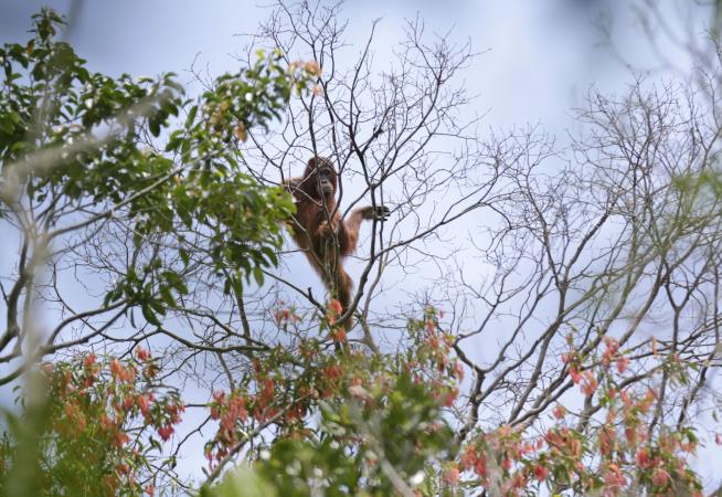 Borneo Lost Nearly 150K Orangutans in Just 16 Years