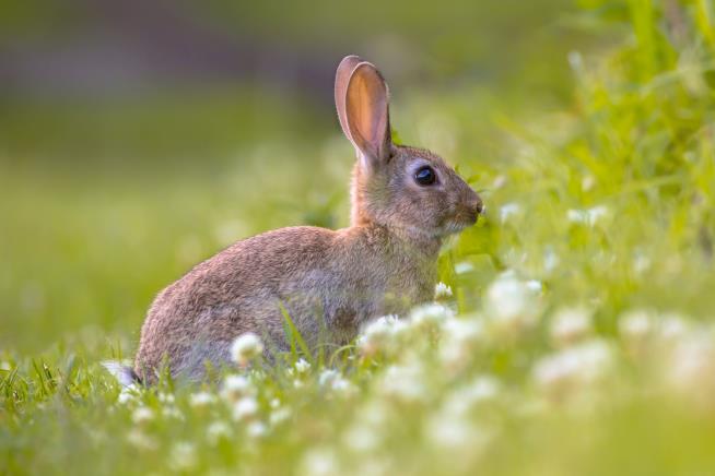 Who Poisoned the Bunnies of Las Vegas?