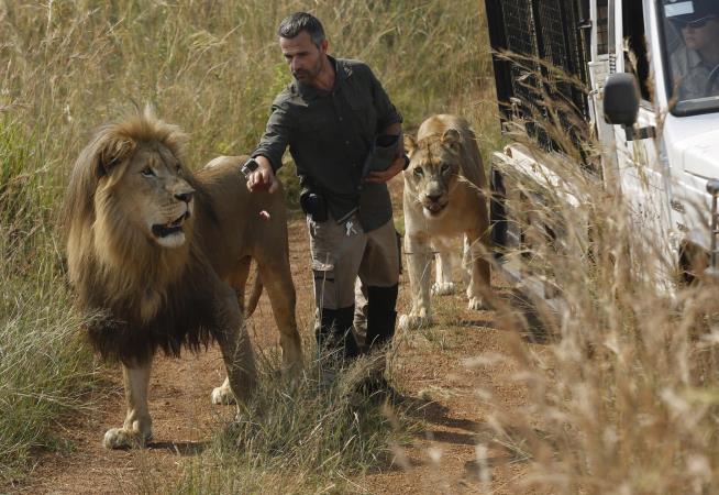 Lion Kills Woman at Camp Run by the 'Lion Whisperer'