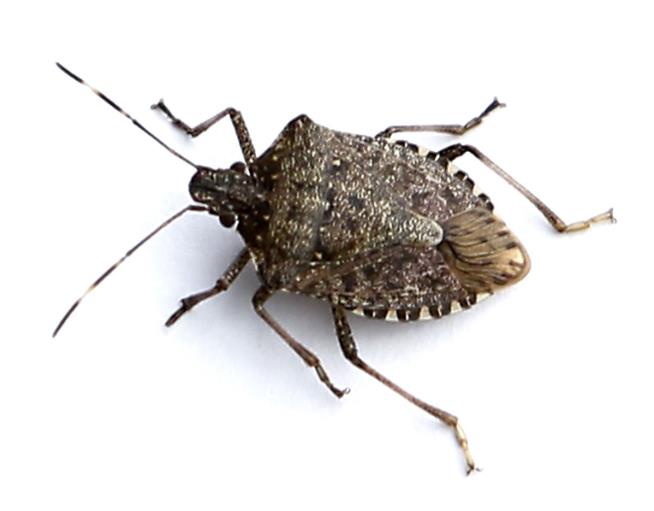 Meet the Bug That's 'Reversed 3 Decades' of Pesticide Progress