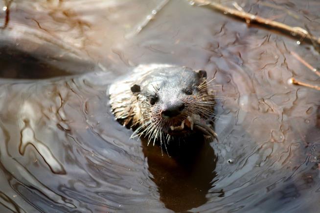 Rowdy Otter Ruins Kayaker's 'Pristine' Morning