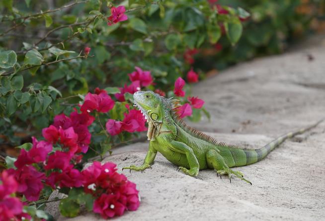 Scientists Are Bashing Iguanas' Heads in Florida