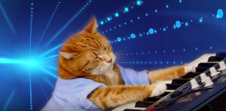 Bento the Keyboard Cat, internet sensation and YouTube 