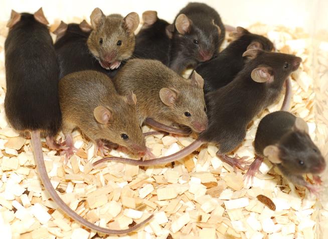 200K Mice Plagued the Islands. Amazingly, There Are Now None