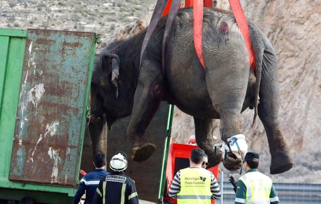 Circus Truck Crash Kills 1 Elephant, Injures 4
