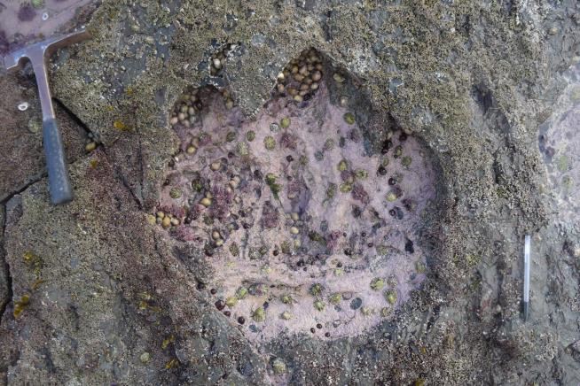 Tire-Sized Footprints Found on Scottish Coast
