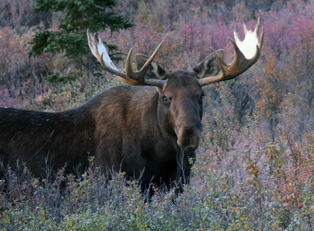 Man Injured After He Kicks Alaska Moose, Which Stomps His Foot in Return