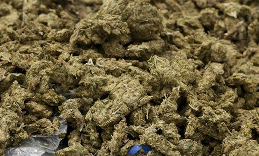 Cops Claim Mice Ate Half a Ton of Marijuana
