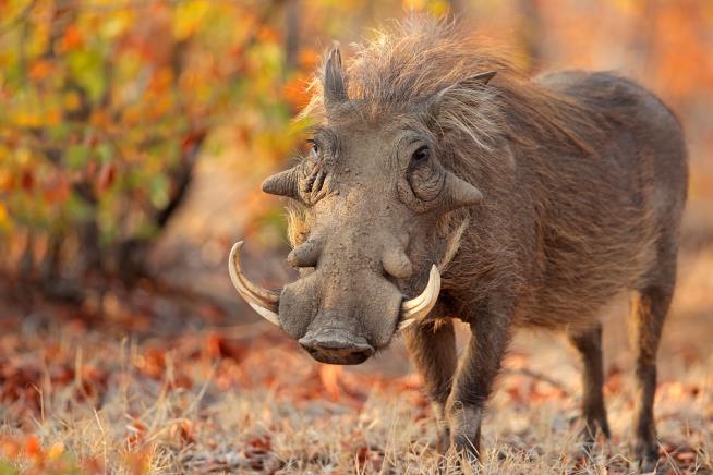 'Friendly' African Warthog Captured in Florida
