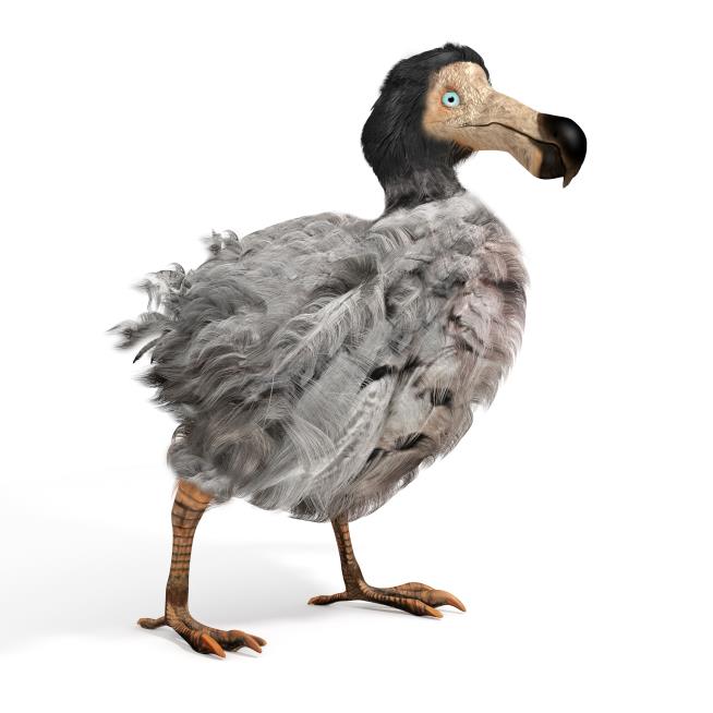 World's Most Famous Dodo Met Surprise Demise