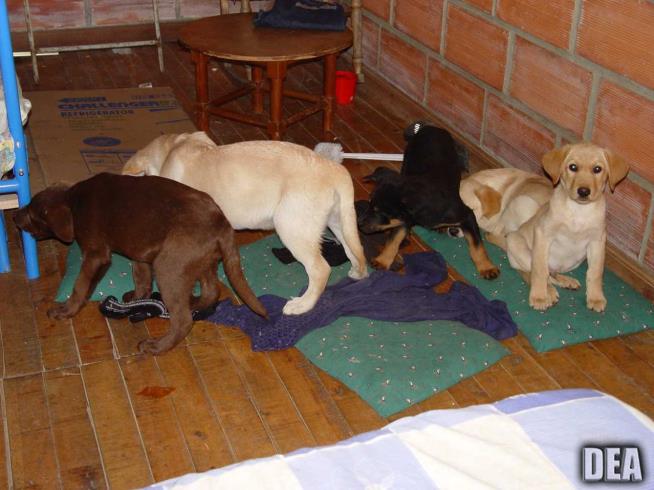 Veterinarian Allegedly Implanted Heroin in Puppies for Drug Ring