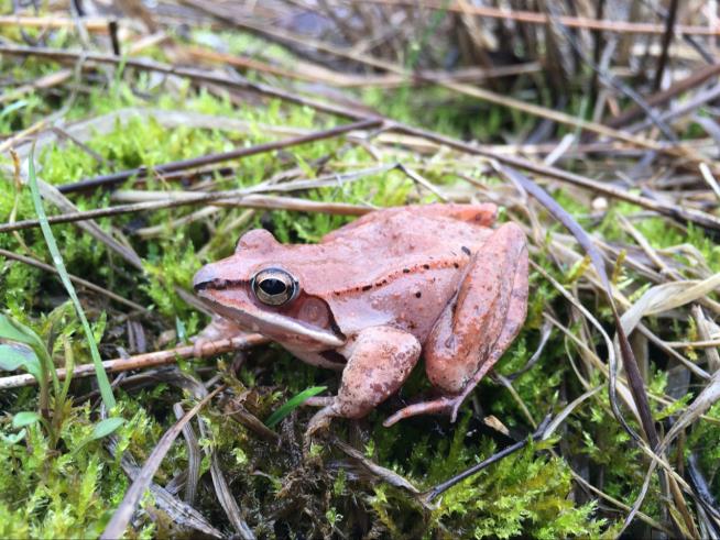 Tiny Frogs' No. 1 Option: Hold in Pee All Winter