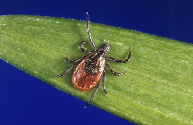 Tick, Mosquito Infections Have More Than Tripled