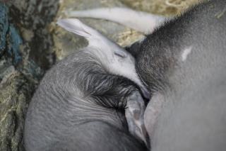 Smithsonian Gets Shipped Aardvark Milk Each Week