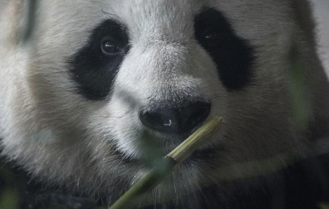 In China, Some Pandas' Black Eye Patches Are 'Turning White'