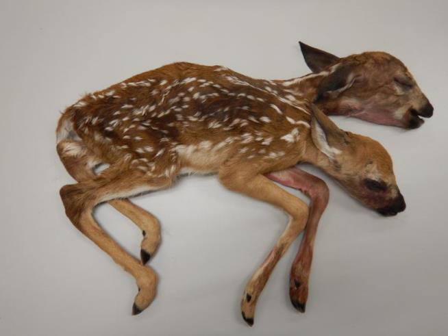 An 'Amazing' Find: Conjoined Deer Fawns