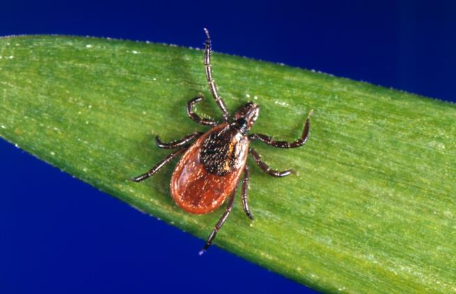 A Mom's Natural Tick Spray Shows Promise in Tests