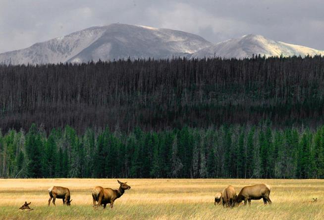 Yellowstone Visitor Hospitalized After Elk Attack