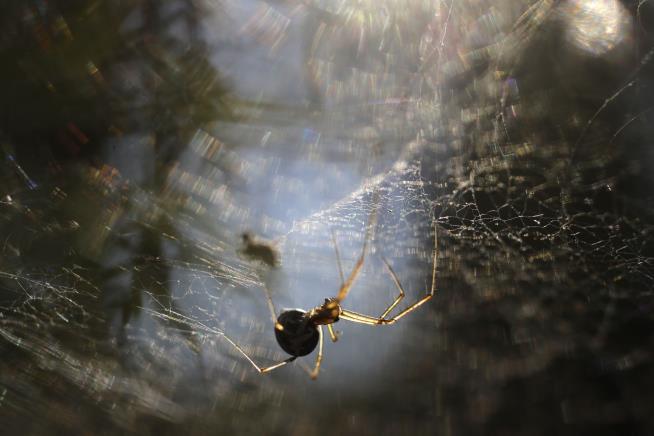 Delivery Guy Turns 'Hero' for Arachnophobe
