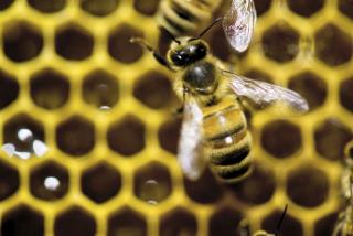 Babies May Not Get the Concept of 'Zero,' but Bees Do