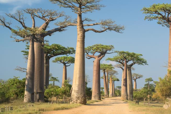 Scientists Discover Big Problem With Ancient Trees