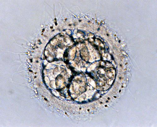 Frozen Embryos Make Bigger Babies