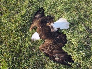 Maryland's Bald Eagle Die-Off Finally Explained