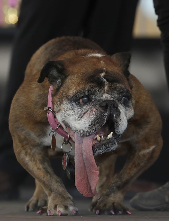 The World Has a New Ugliest Dog