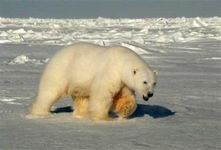 Man Killed Protecting Kids From Polar Bear