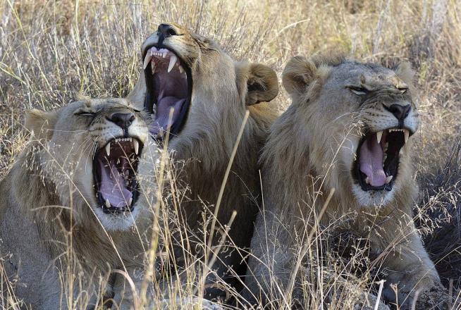 'Karma': Lions Eat Rhino Poachers