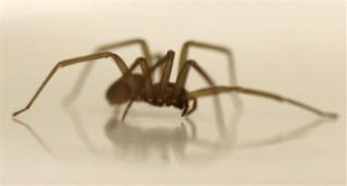 Woman's Unwanted Guests: Dozens of Poisonous Spiders