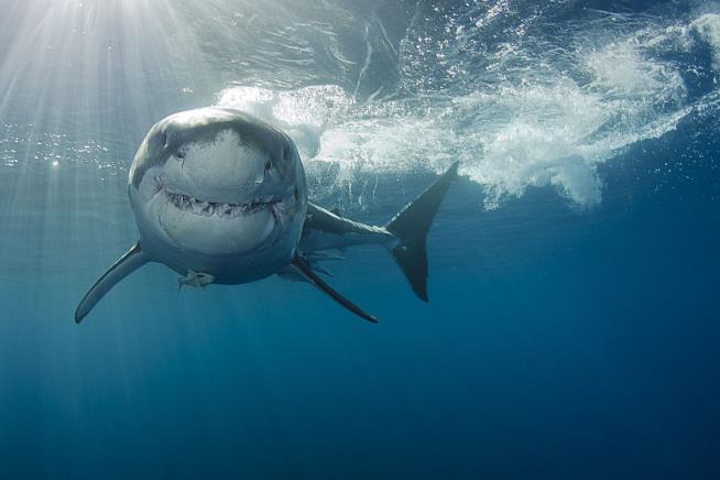 Shark's Carolina U-Turn Intrigues Scientists