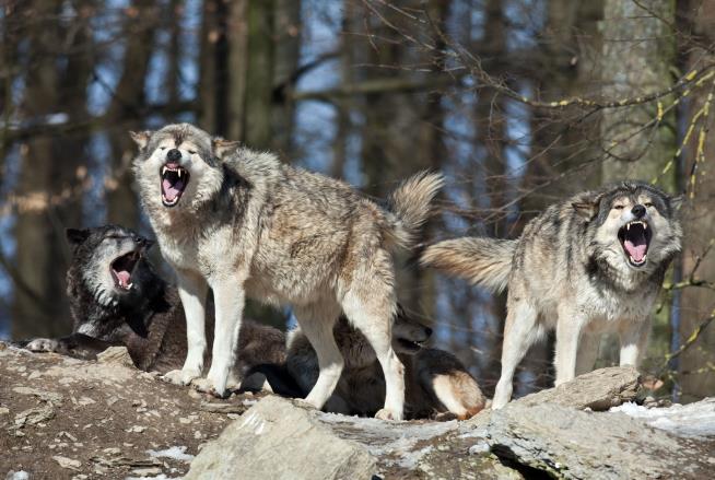 Terrifying 911 Call: I'm in a Tree Surrounded by Wolves