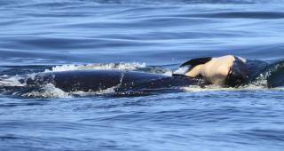 An 'Unbelievably Sad' Sight: an Orca and Her Dead Calf
