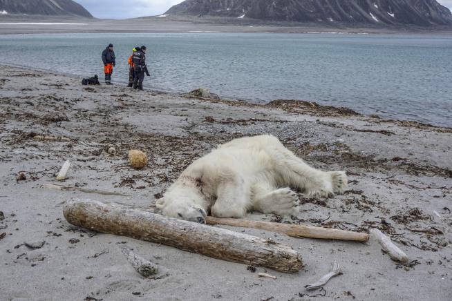 Polar Bear Killed in Attack on Cruise Ship Guard