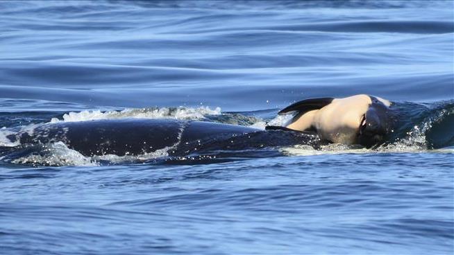 A Week Later, Orca Still Carrying Its Dead Calf