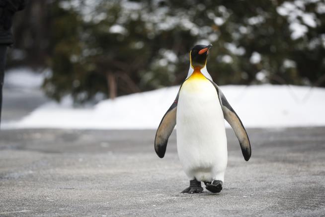 Biggest King Penguin Colony Sees a Catastrophic Drop