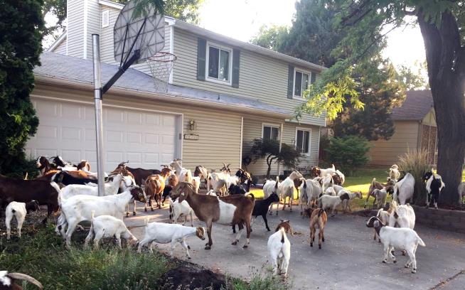Dozens of Goats Munch on Pretty Lawns