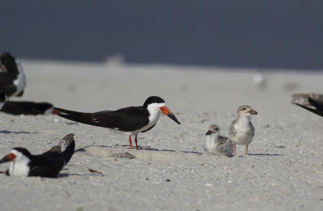 Beach Volleyballers Wreck Protected Birds' Nests