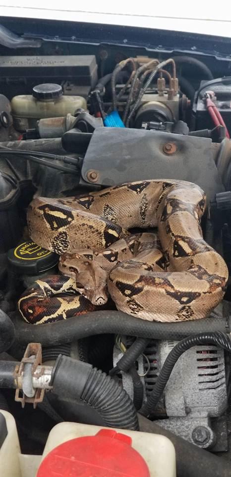 Car Owner Checks Fluids, Finds High Levels of Snake