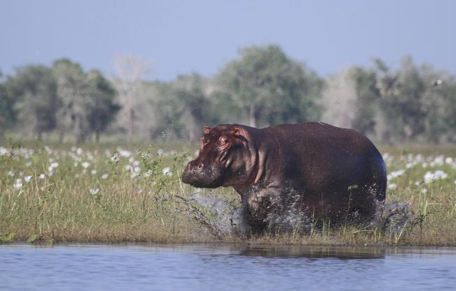 Hippo Kills Chinese Tourist Taking Photos at Kenya Lake