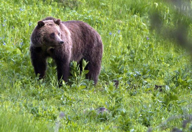 Judge Blocks Wyoming's First Grizzly Hunt in Decades