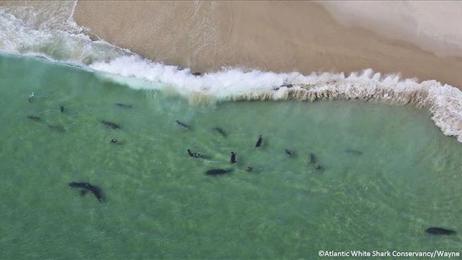 Shark Sightings, Encounters off Cape Cod Up in 2018